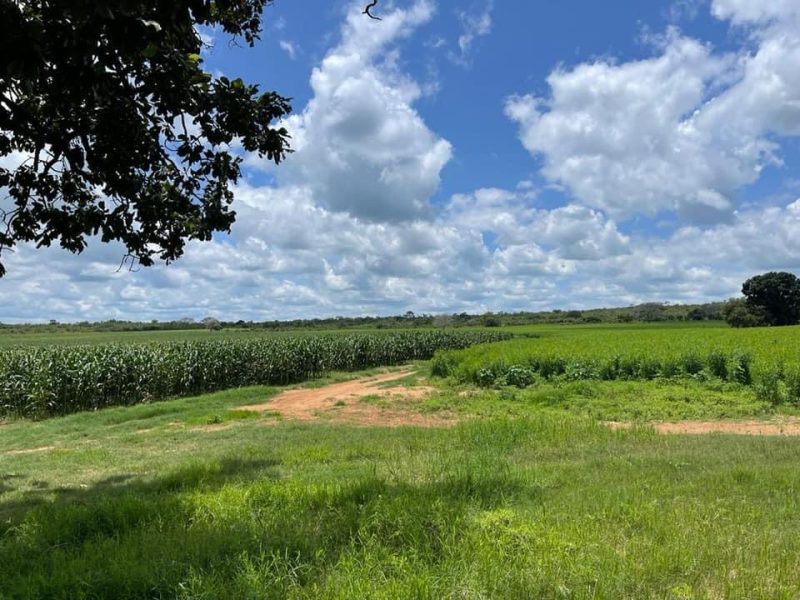 FOR SALE | Mazabuka 1,300 Hectares Farm