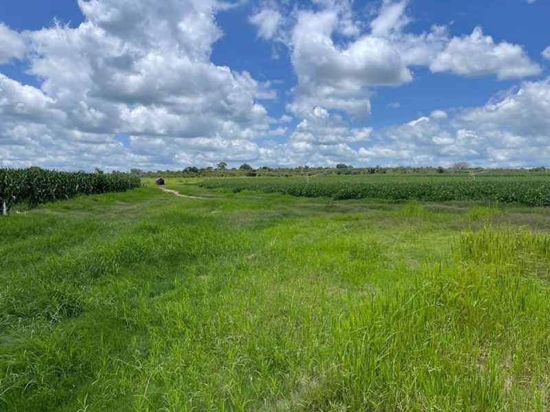 FOR SALE | Mazabuka 1,300 Hectares Farm