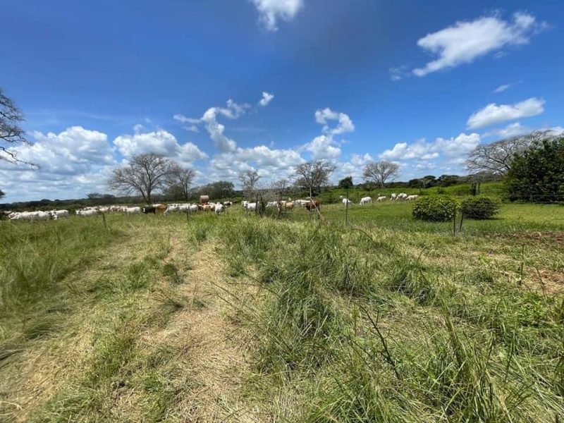 FOR SALE | Mazabuka 1,300 Hectares Farm