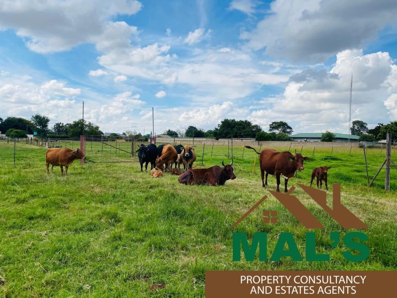 FOR SALE | Makeni 27.58 Acres Fully Functional Meat Processing Plant And Livestock Farm