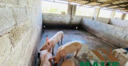 FOR SALE | Njolwe 4.493 Acres Farm Off Leopards Hill Road