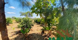 FOR SALE | Njolwe 4.493 Acres Farm Off Leopards Hill Road