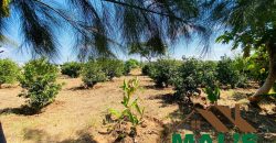 FOR SALE | Njolwe 4.493 Acres Farm Off Leopards Hill Road