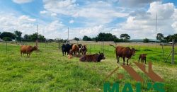 FOR SALE | Makeni 27.58 Acres Fully Functional Meat Processing Plant And Livestock Farm