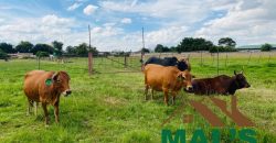 FOR SALE | Makeni 27.58 Acres Fully Functional Meat Processing Plant And Livestock Farm