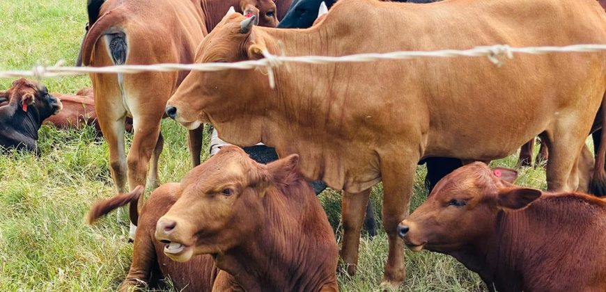 FOR SALE | Makeni 27.58 Acres Fully Functional Meat Processing Plant And Livestock Farm