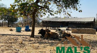 FOR SALE | Chibombo Farm 108.63 Hectares